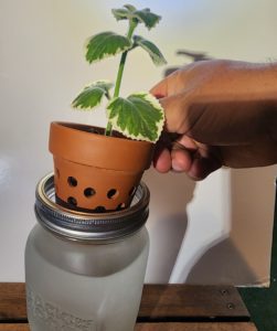 A hand holds a terracotta pot with holes drilled into its base to allow the green leafy plant inside it to sprout. The pot is held just above the rim of a mason jar filled with water, in which the pot sits to allow sprouting of the plant. 